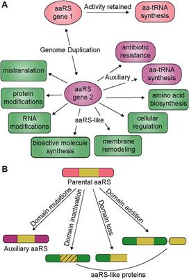 Diversification of aminoacyl-tRNA synthetase activities via genomic duplication